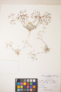 Eriogonum reniforme image