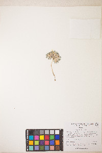 Lupinus uncialis image