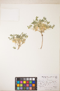 Lupinus pusillus image