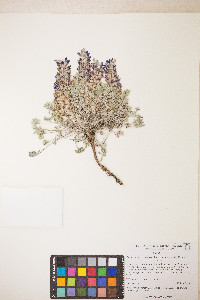 Lupinus caespitosus image