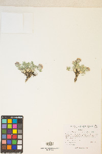 Trifolium andersonii image