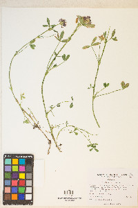 Trifolium wormskioldii image