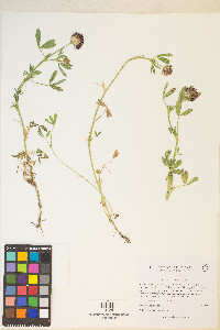 Trifolium wormskioldii image