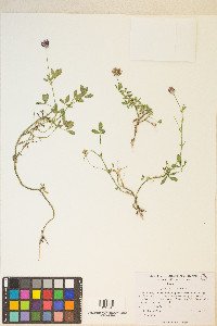 Trifolium wormskioldii image