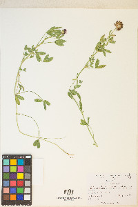 Trifolium wormskioldii image