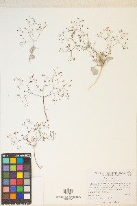 Eriogonum reniforme image