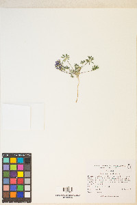 Lupinus brevicaulis image