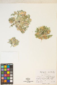 Lupinus brevicaulis image