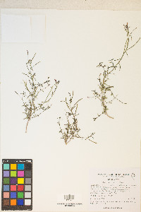 Camissonia pusilla image