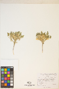 Lupinus pusillus image