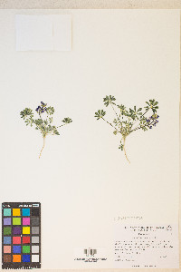 Lupinus flavoculatus image