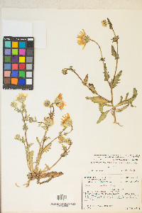 Malacothrix coulteri image