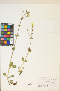 Erythranthe utahensis image