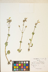 Erythranthe utahensis image