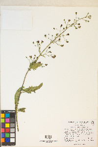 Scrophularia desertorum image