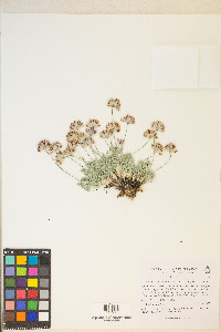 Trifolium andersonii image