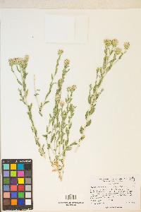 Brickellia oblongifolia image