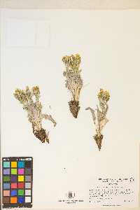 Crepis occidentalis image