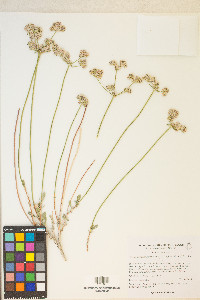 Eriogonum fasciculatum image