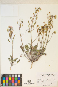 Chylismia claviformis image