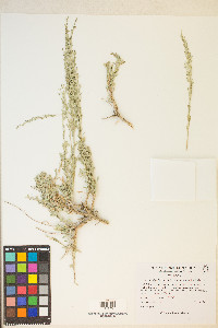 Artemisia tridentata image