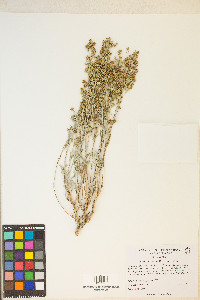 Artemisia tridentata var. tridentata image