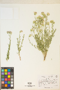 Brickellia oblongifolia image