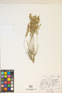 Artemisia tridentata image