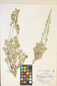 Artemisia tridentata var. tridentata image