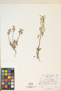 Chylismia claviformis var. purpurascens image