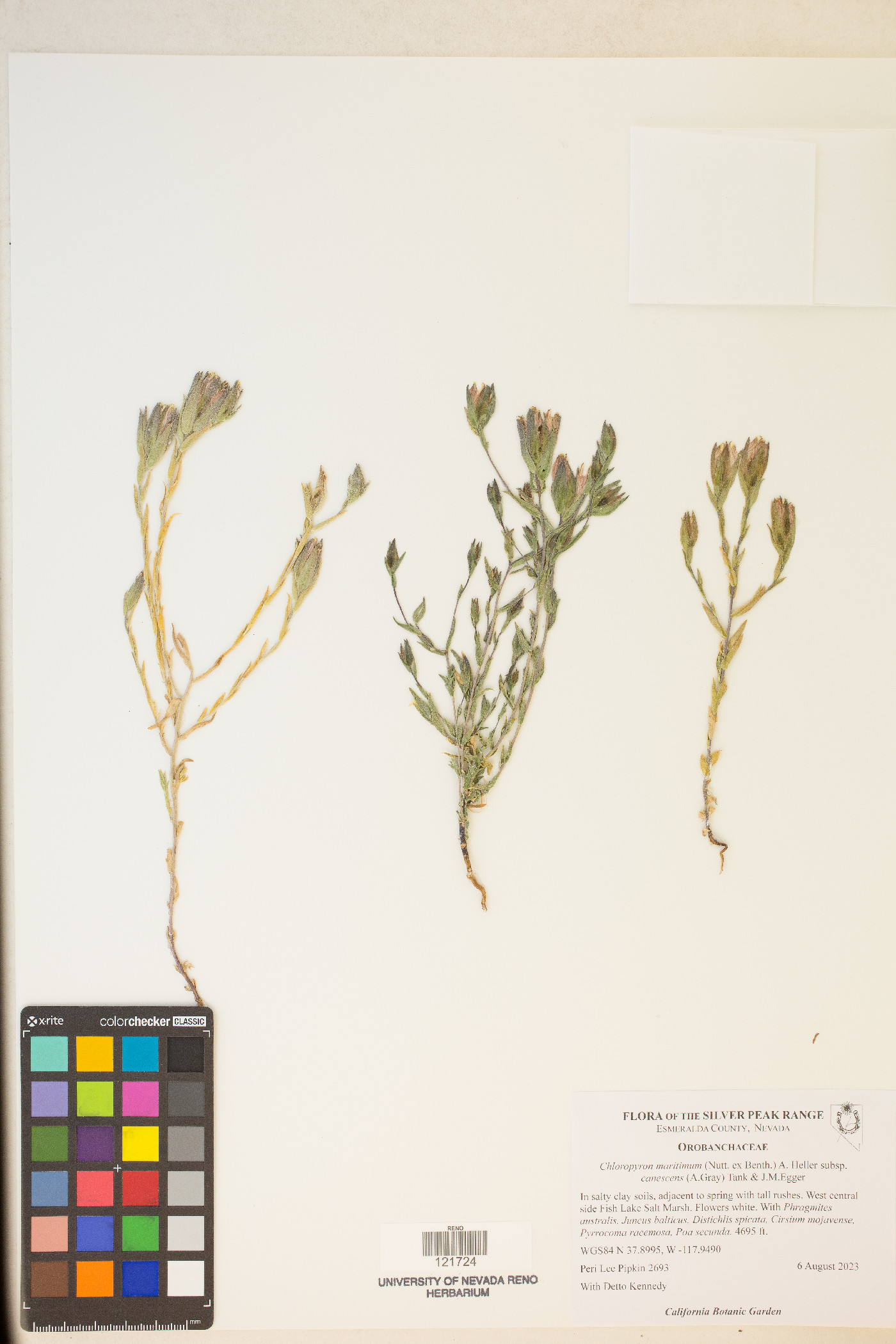 Chloropyron maritimum var. canescens image