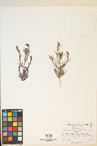 Cordylanthus kingii var. helleri image