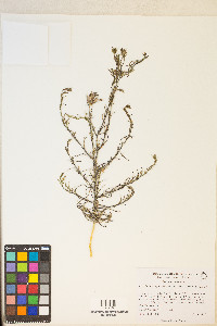 Cordylanthus kingii var. helleri image