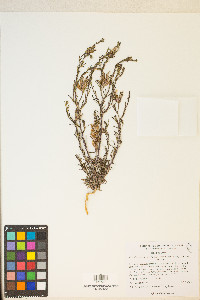 Cordylanthus kingii var. helleri image