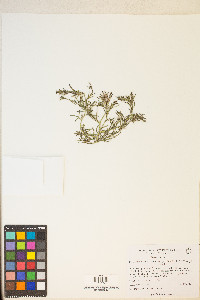 Cordylanthus kingii var. helleri image