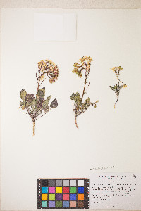 Chylismia claviformis var. purpurascens image