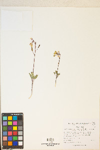 Chylismia claviformis var. purpurascens image