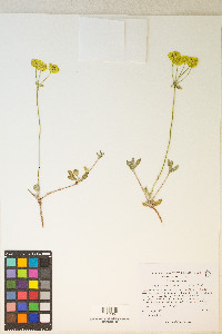 Eriogonum umbellatum var. nevadense image