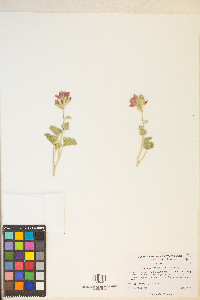 Sphaeralcea ambigua image