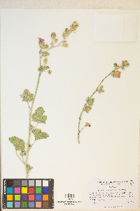 Sphaeralcea ambigua image