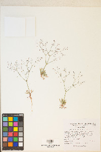 Oxytheca dendroidea image