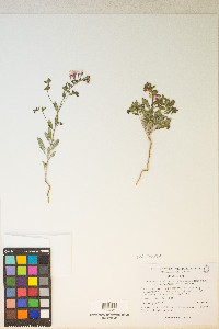 Eremothera boothii var. villosa image