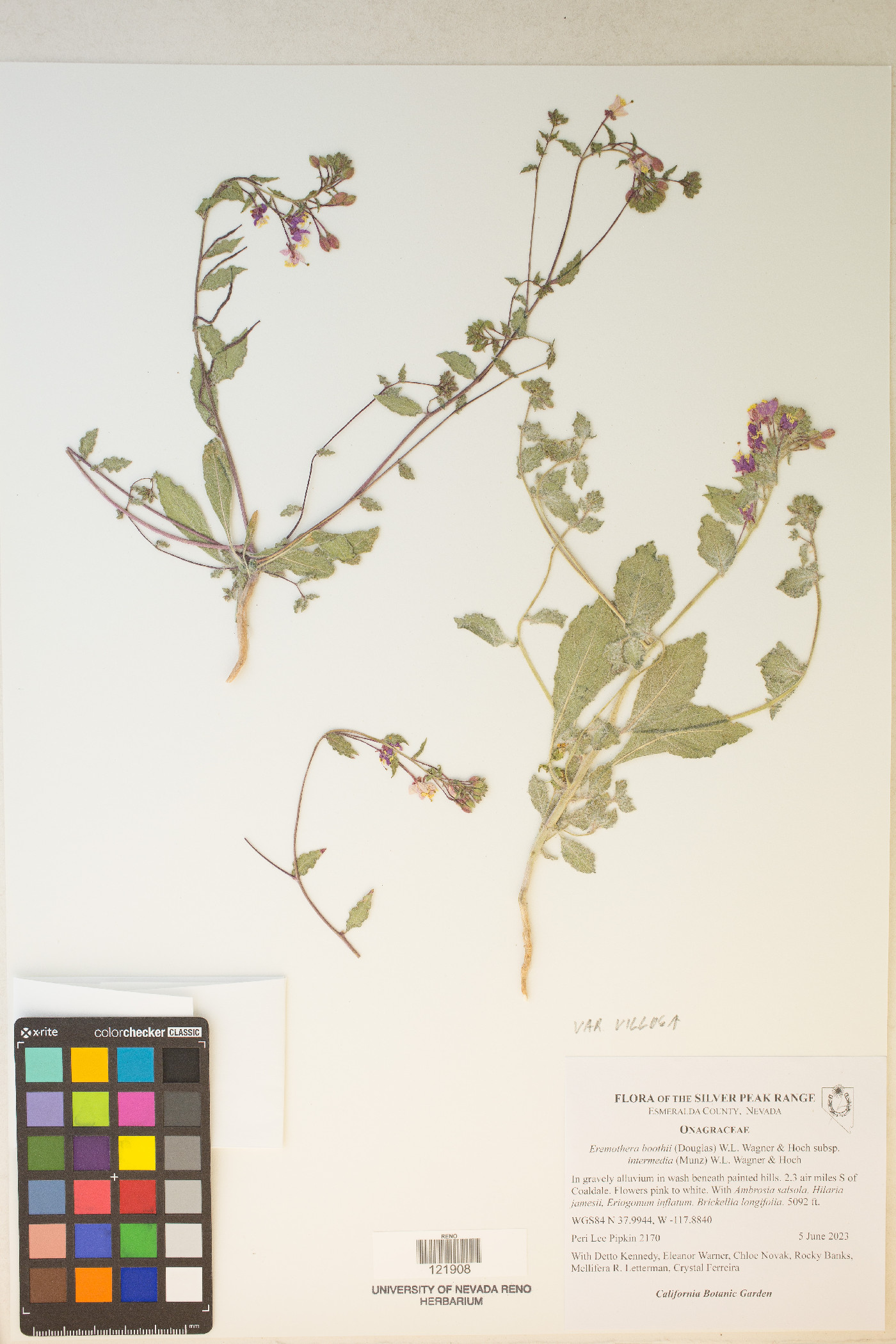Eremothera boothii var. villosa image