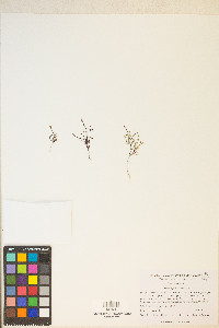 Camissonia pusilla image