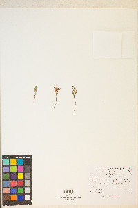 Polygonum aviculare subsp. neglectum image
