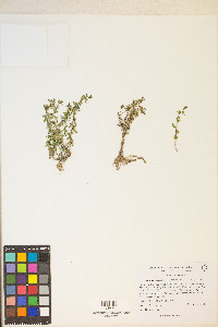 Veronica peregrina subsp. xalapensis image