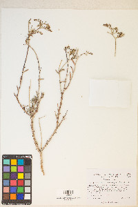 Eriogonum microtheca var. simpsonii image