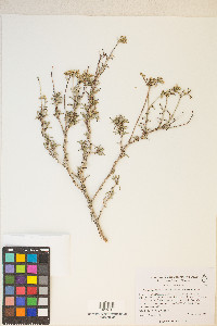 Eriogonum microtheca var. simpsonii image