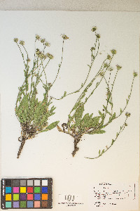 Erigeron jonesii image