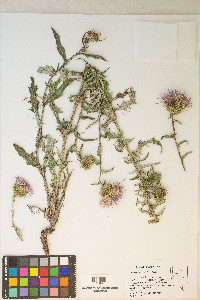 Cirsium wheeleri image